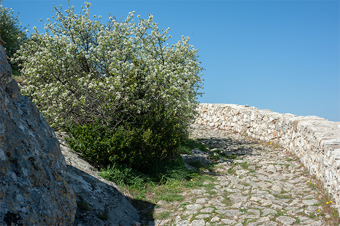 Ceriser de Sainte-Lucie