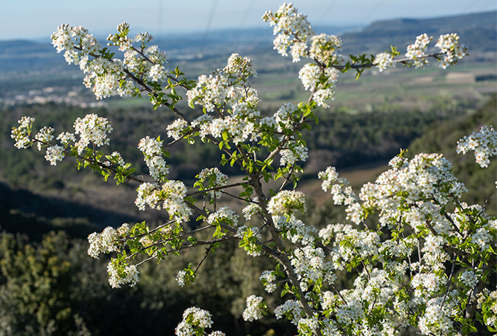 Cerisier de Sainte-Lucie en fleurs