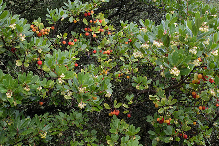Fruits et fleurs de l'Arbousier