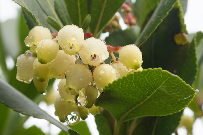 Les fleurs de l'Arbousier