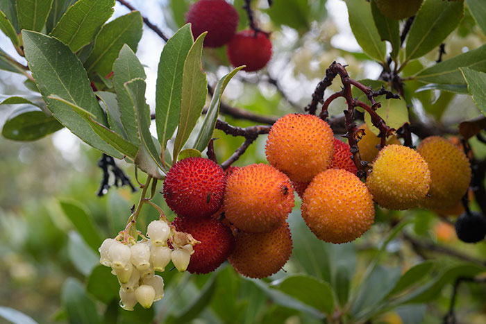 Les fruits de l'Arbousier