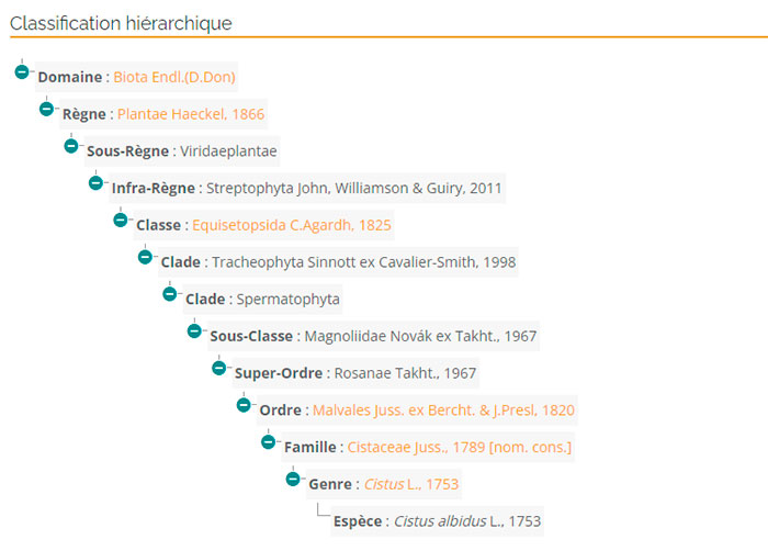classification_ciste_cotonneux