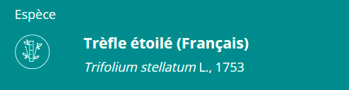Trifolium stallatum