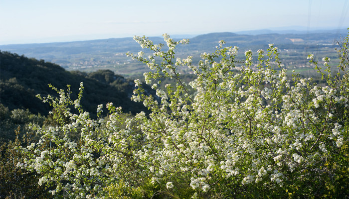 Le cerisier de Sainte-Lucie, un méconnu