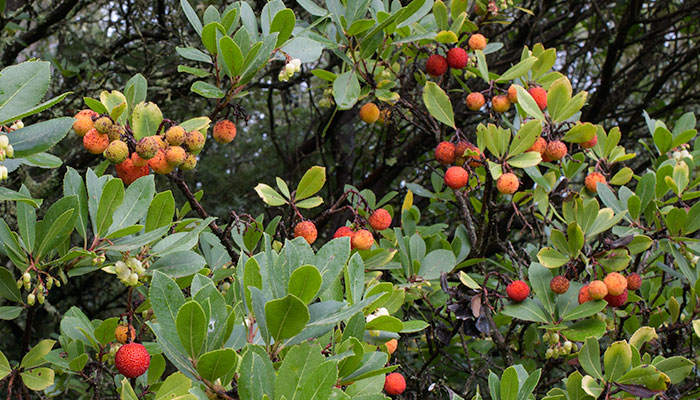 L'arbousier alias l'arbre aux fraises