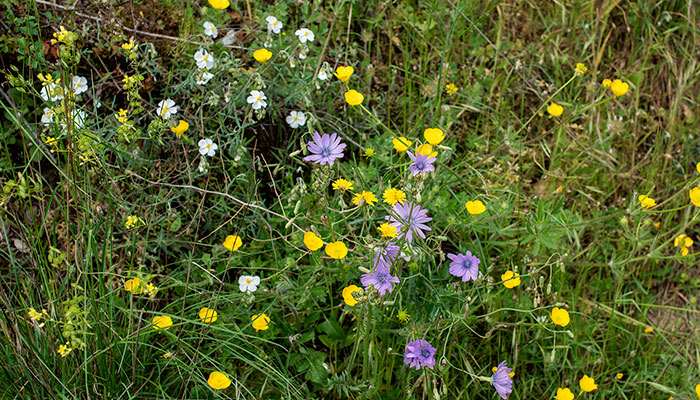 À propos de notre petite flore locale