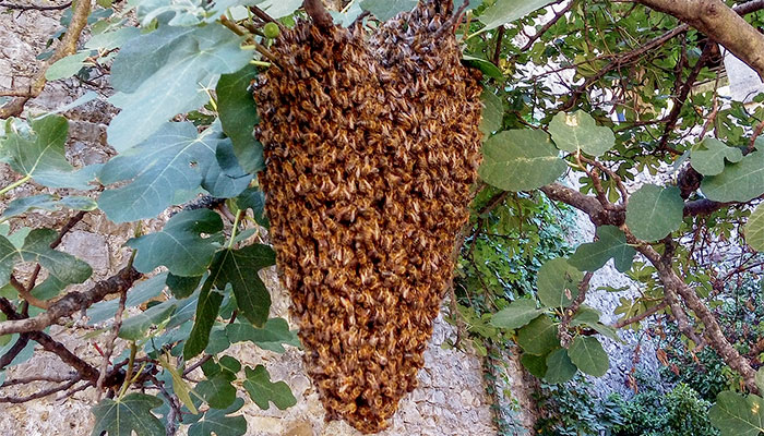 Essaimage des abeilles de l'église
