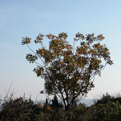 Anacardiacées