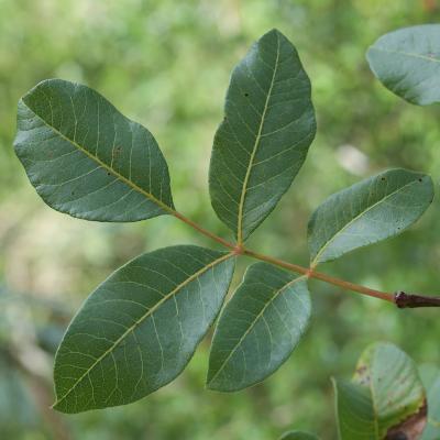 Pistachier térébinthe