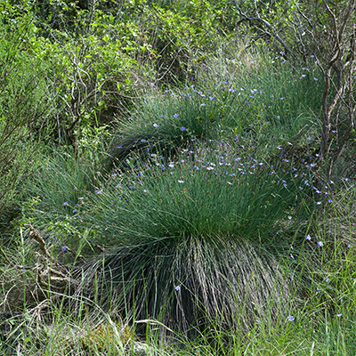 Aphyllante de Montpellier