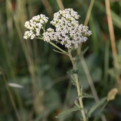 Achillée millefeuille