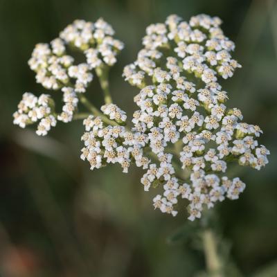 Achillée millefeuille