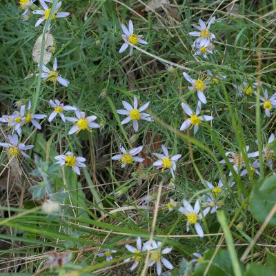 Aster à feuilles d'orpin