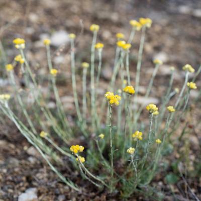 Immortelle jaune