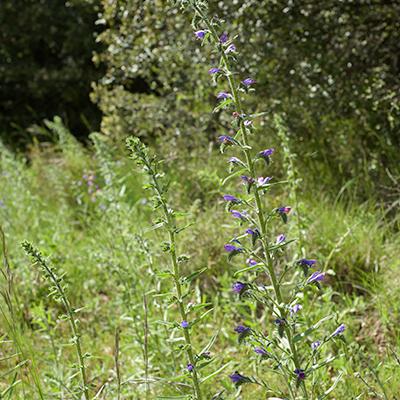 Boraginacées