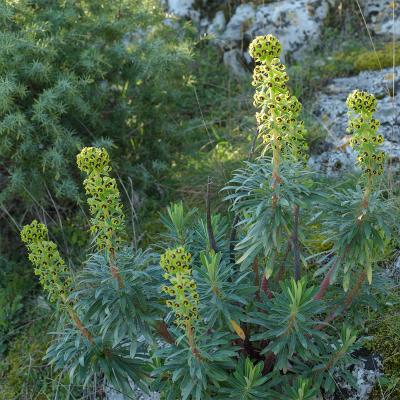 Euphorbe des garrigues