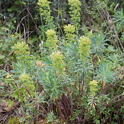 Euphorbiacées