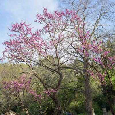 Arbre de Judée