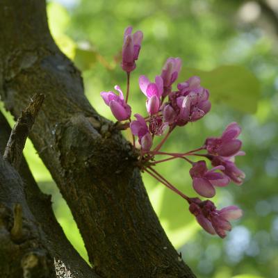Arbre de Judée