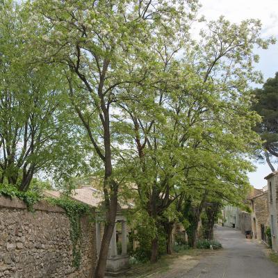 Robinier faux acacia