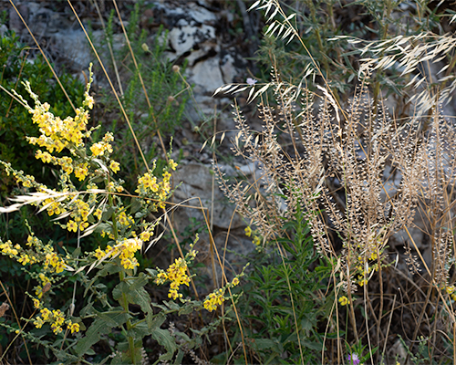 Les familles de plantes