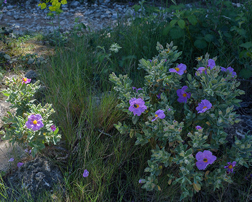 Les plantes de la Garrigue