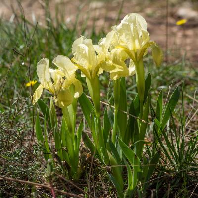 Iris des garrigues
