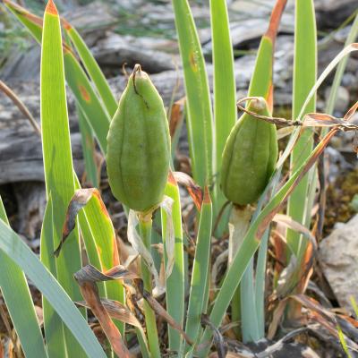 Iris de garrigue