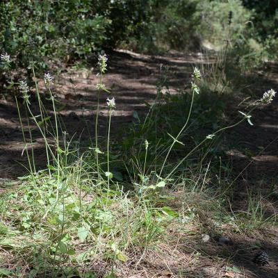 Bétoine officinale
