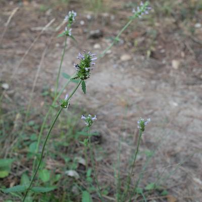 Bétoine officinale