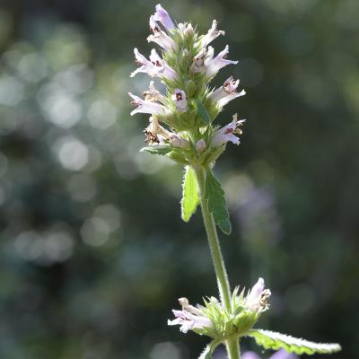 Bétoine officinale