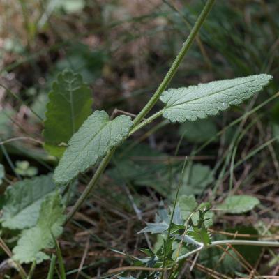 Bétoine officinale