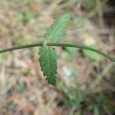 Bétoine officinale