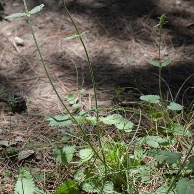 Bétoine officinale