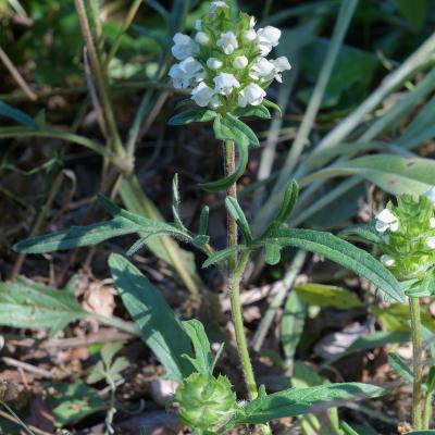 Brunelle blanche