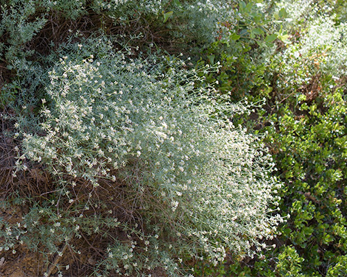 Les plantes mellifères