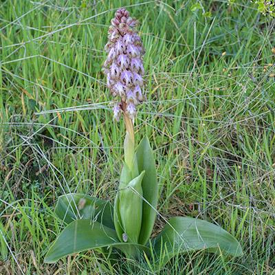 Orchidacées
