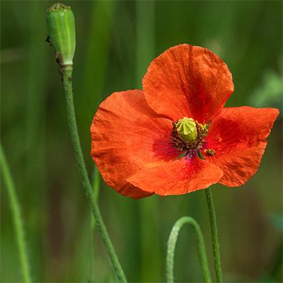 Papavéracées