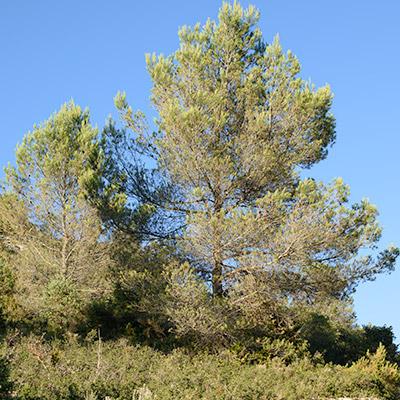 Pinacées