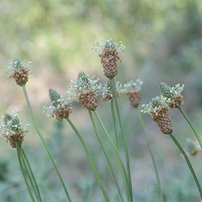 Plantaginacées