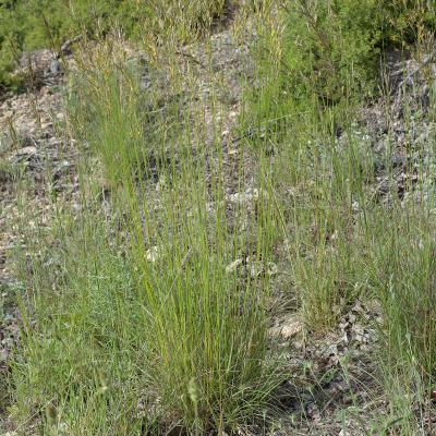 Brome érigé