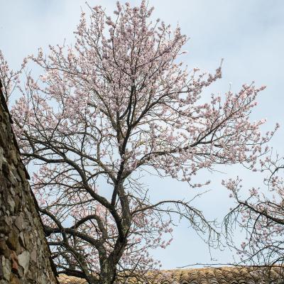 Amandier en fleurs