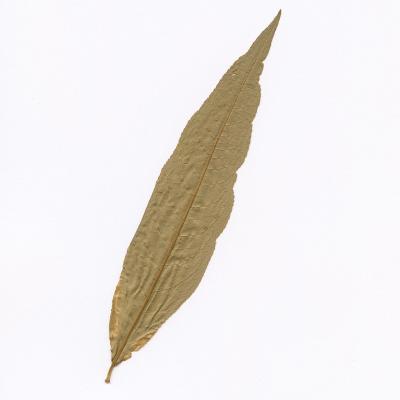 Feuille séchée d'amandier