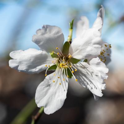 Fleur d'amandier